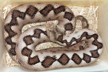 Schlangen kaufen und verkaufen Foto: Vipera ammodytes ammodytes CB2023