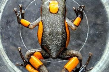 Pfeilgiftfrösche kaufen und verkaufen Foto: Oophaga histrionica Quibdo Pfeilgiftfrösche kaufen und verkaufen Foto: Oophaga histrionica Quibdo