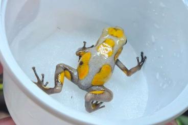 Poison dart frogs kaufen und verkaufen Photo: Oophaga histrionica caramel Tado Poison dart frogs kaufen und verkaufen Photo: Oophaga histrionica caramel Tado