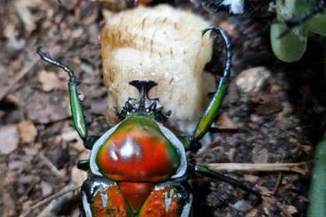 Insekten kaufen und verkaufen Foto: L1/L2 Dicronorhina derbyana layardi