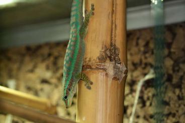 Geckos kaufen und verkaufen Foto: 1,1 Phelsuma borbonica mater