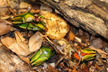 Insects kaufen und verkaufen Photo: Eudicella hornimanni Larven abzugeben