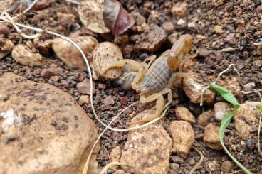 Skorpione kaufen und verkaufen Foto: 1,0 Aegaeobuthus cyprius abzugeben