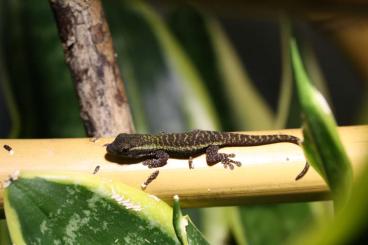 Geckos kaufen und verkaufen Photo: 0,0,2 Phelsuma borbonica mater "La Crète" abzugeben