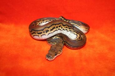 Königspythons kaufen und verkaufen Foto: Python Regius Morphs Snakeday Houten october 6