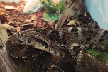 Venomous snakes kaufen und verkaufen Photo: Bothrops, Acanthophis         