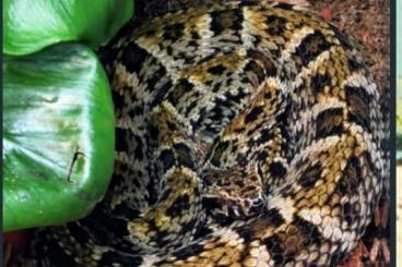 Venomous snakes kaufen und verkaufen Photo: Bothrops leucurus           