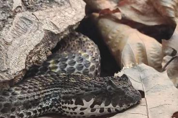 Giftschlangen kaufen und verkaufen Foto: Bothrops, Acanthophis, Bitis     