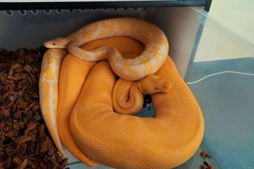 Königspythons kaufen und verkaufen Foto: Starburst het. ball python