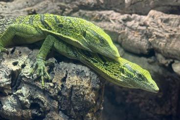 Lizards kaufen und verkaufen Photo: Varanus reisingeri aus eigener Nachzucht Lizards kaufen und verkaufen Photo: Varanus reisingeri aus eigener Nachzucht
