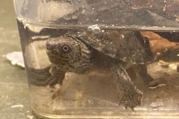 Schildkröten  kaufen und verkaufen Foto: Biete Nachzuchten Sternotherus minor