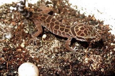 Geckos kaufen und verkaufen Foto: Cyrtodactylus zebraicus (ehm. peguensis)