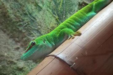 Echsen  kaufen und verkaufen Foto: Phelsuma Grandis Paar 3 Jahre