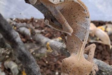 Geckos kaufen und verkaufen Foto: Hamm Sept. Uroplatus ebenaui, guentheri, lineatus