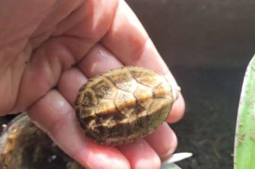 Schildkröten  kaufen und verkaufen Foto: Stern. odoratus Albinot+.Cb 2022 1.1 Sternotherus od. 0.x Stern.od. Cb