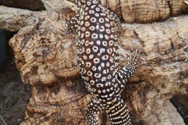 Echsen  kaufen und verkaufen Foto: 1.1 Varanus Acanthurus. Zuchtpaar