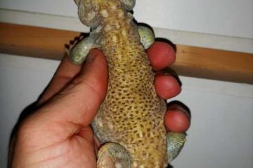 Echsen  kaufen und verkaufen Foto: Egernia Stokesii. Varanus Acanthurus. Chlamydosaurus Kingii. Uromastyx