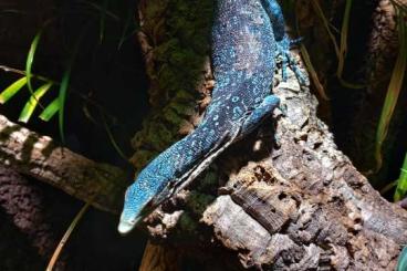 Lizards kaufen und verkaufen Photo: Varanus Macraei breeding pair. 