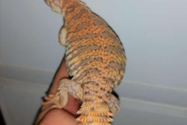 Echsen  kaufen und verkaufen Foto: Uromastyx Geyri. Red. Dornschwanzagame