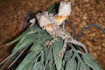 Lizards kaufen und verkaufen Photo: Chlamydosaurus Kingii red babies Lizards kaufen und verkaufen Photo: Chlamydosaurus Kingii red babies