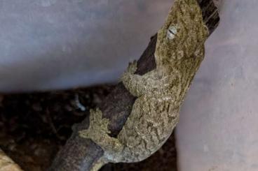 Geckos kaufen und verkaufen Foto: Rhacodactylus leachianus  0.0.1