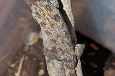 Geckos kaufen und verkaufen Foto: Rhacodactylus leachianus Yate 0.01 (incubated for female)