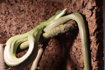 Colubrids kaufen und verkaufen Photo: 1.0  Rhynchophis (Gonyosoma) boulengeri adult