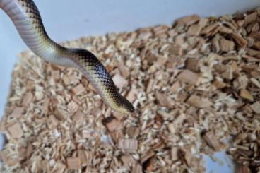 Nattern ungiftige kaufen und verkaufen Photo: 1.2 Clelia rustica / Paraphimophis rustica Nattern ungiftige kaufen und verkaufen Photo: 1.2 Clelia rustica / Paraphimophis rustica