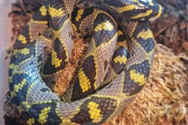 Nattern ungiftige kaufen und verkaufen Photo: 0.1 Euprepiophis mandarinus adult Nattern ungiftige kaufen und verkaufen Photo: 0.1 Euprepiophis mandarinus adult