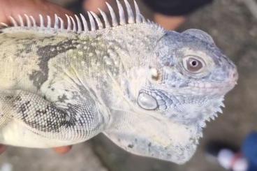 andere Echsen kaufen und verkaufen Foto: Iguana iguana Morphs CB 2024