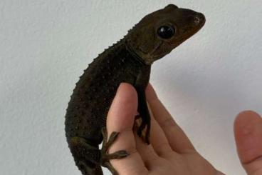 Geckos kaufen und verkaufen Foto: Tokee / Gecko gecko Morphs