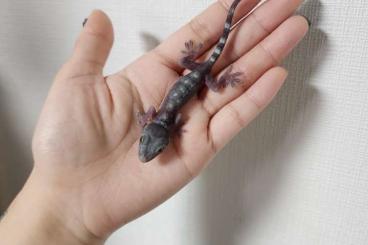 Geckos kaufen und verkaufen Photo: Tokee / Gecko gecko Morphs