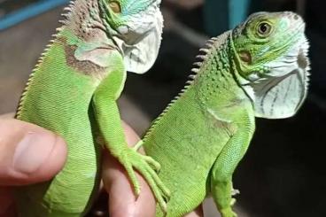 andere Echsen kaufen und verkaufen Foto: Iguana iguana Morphs CB 2024