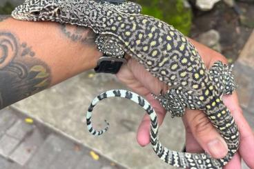 Monitor lizards kaufen und verkaufen Photo: Indonasian monitor lizards / Varanus salvator, dumerilli, doreanus, ru