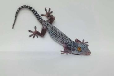 Geckos kaufen und verkaufen Foto: Tokee / Gecko gecko Morphs CB 2022 - 2025