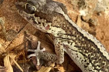 Geckos kaufen und verkaufen Foto: Paroedura picta (Weibchen) abzugeben