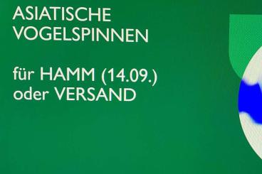 Vogelspinnen kaufen und verkaufen Foto: HAMM 14.09. "Asiatische Vogelspinnen" (oder Versand) 