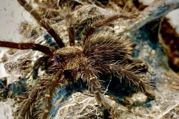 Vogelspinnen kaufen und verkaufen Foto: HAMM - 14.09. - NZ Ornithoctoninae sp. Phan cay (blue)