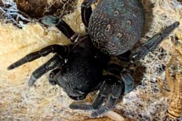 echte Webspinnen kaufen und verkaufen Foto: SELTEN:   0.4 Gandanameno sp. Namibia (Schwarze Samtspinne)