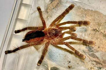 Vogelspinnen kaufen und verkaufen Foto: 0.0.4  Avicularia HIRSCHII - ca. 2,5cm KL