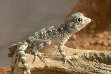 Lizards kaufen und verkaufen Photo: HAMM (14.12.):    0.0.1 Pristurus carteri (Masirah)