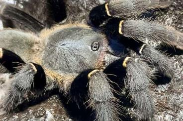 - bird spiders kaufen und verkaufen Photo: Vogelspinnen für HAMM (14.12.)