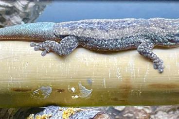 Geckos kaufen und verkaufen Foto: HAMM 14.12. - Phelsuma mutabilis