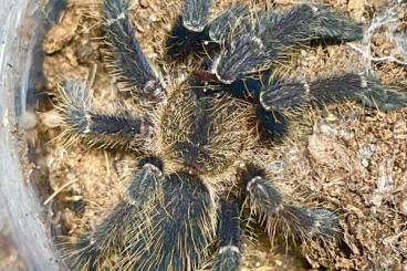 - bird spiders kaufen und verkaufen Photo: HAMM (14.12.) - Slings asiatischer Vogelspinnen