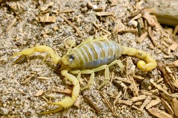 Skorpione kaufen und verkaufen Foto: Biete für HAMM:   0.0.2 Hadrurus arizonensis pallidus (Texas-Skorpion)