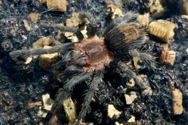 - bird spiders kaufen und verkaufen Photo: VOGELSPINNEN für Terraristika HAMM - 08.03.