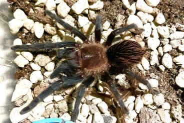 Vogelspinnen kaufen und verkaufen Foto: HAMM (08.03.) - 0.0.4  Aphonopelma sp. oaxaca 