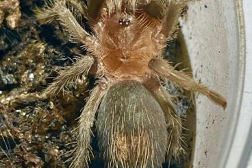 Vogelspinnen kaufen und verkaufen Foto: HAMM (08.03.) - Plesiopelma sp. Bolivien