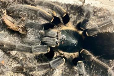 Vogelspinnen kaufen und verkaufen Foto: 1.1 Ornithoctoninae sp. Ranong blue - Börse Ulm (15.03.) oder Versand)