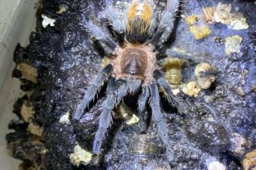Vogelspinnen kaufen und verkaufen Photo: Rarität: Plesiopelma sp. Bolivien Vogelspinnen kaufen und verkaufen Photo: Rarität: Plesiopelma sp. Bolivien